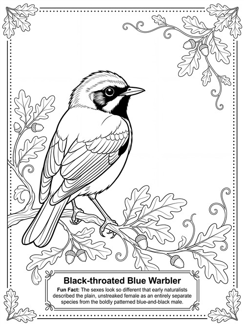 Black-throated Blue Warbler coloring page