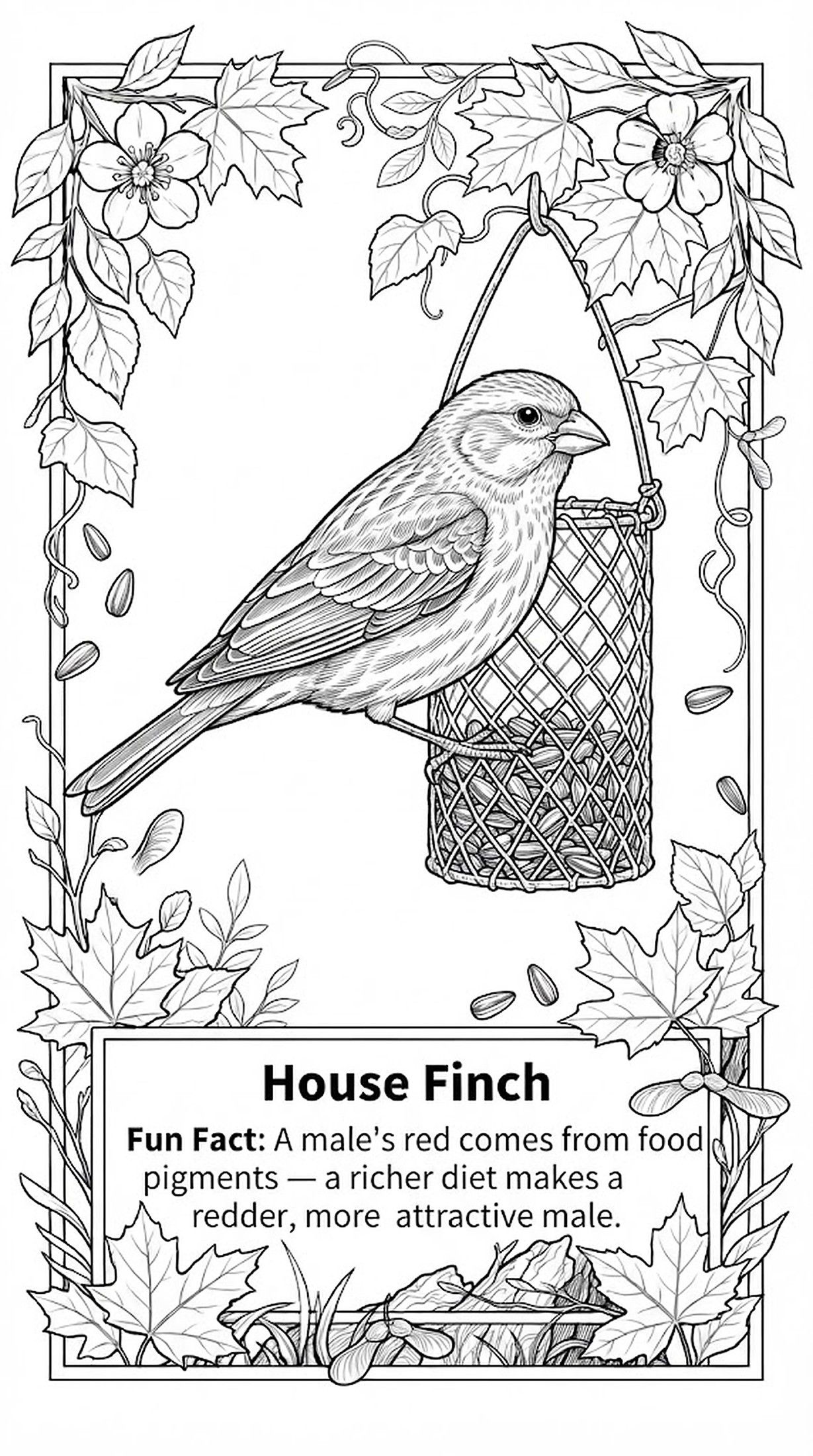 House Finch coloring page