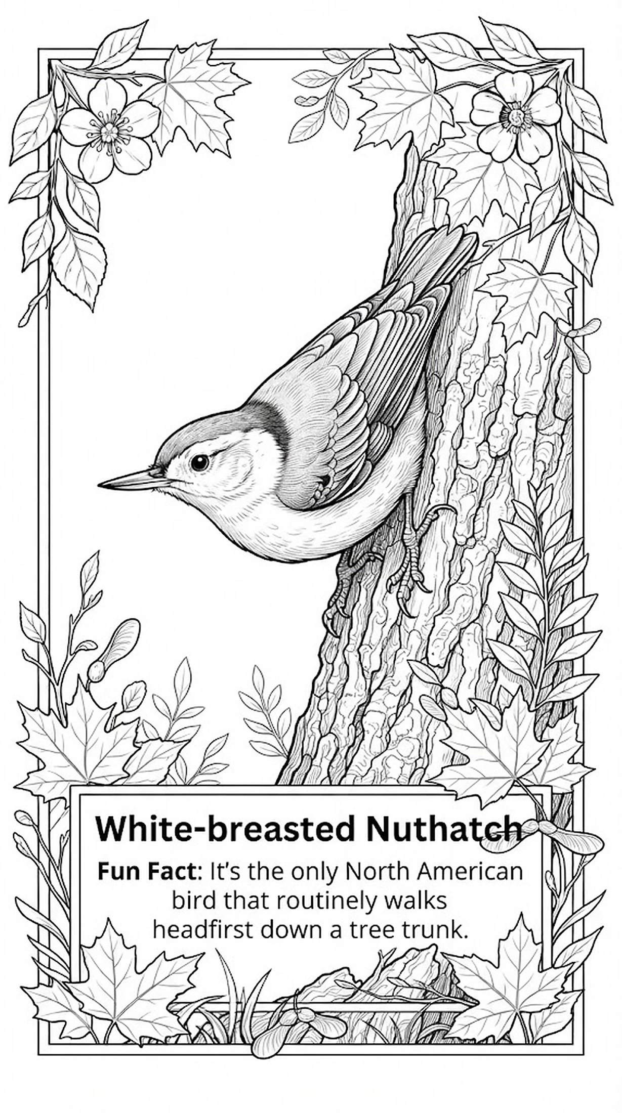 White-breasted Nuthatch coloring page