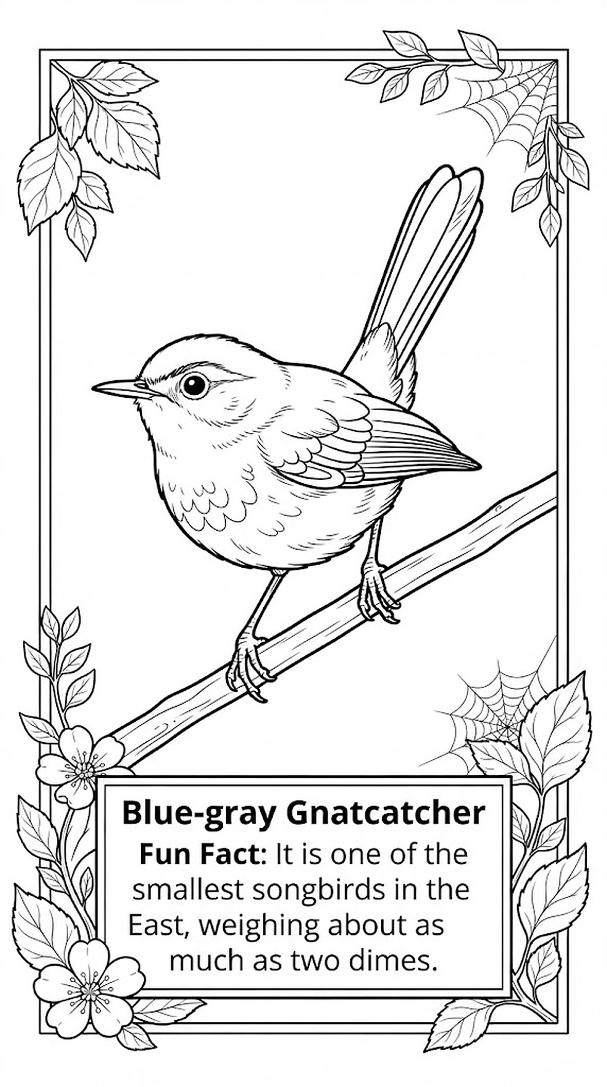 Blue-gray Gnatcatcher coloring page