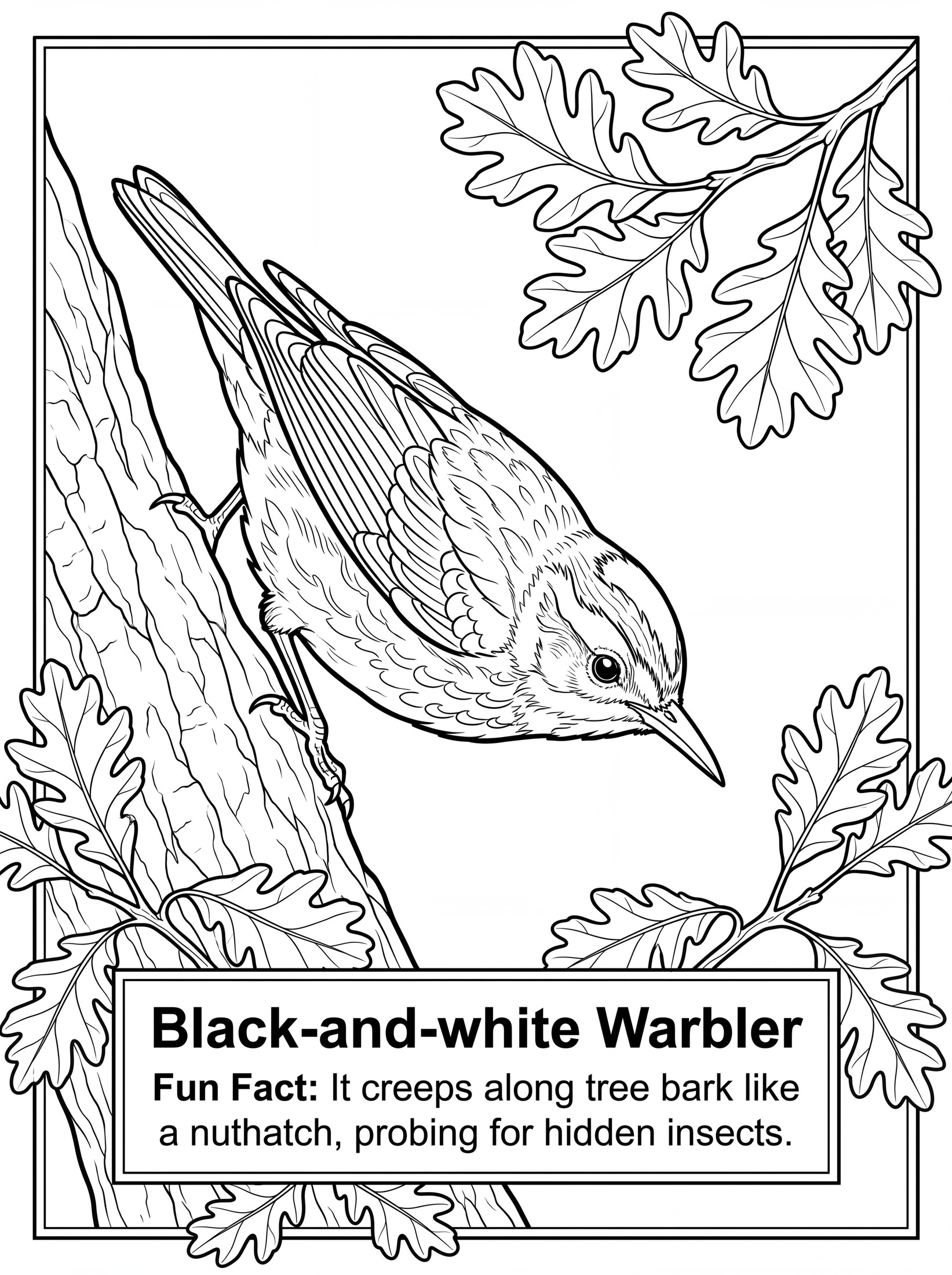 Black-and-white Warbler coloring page