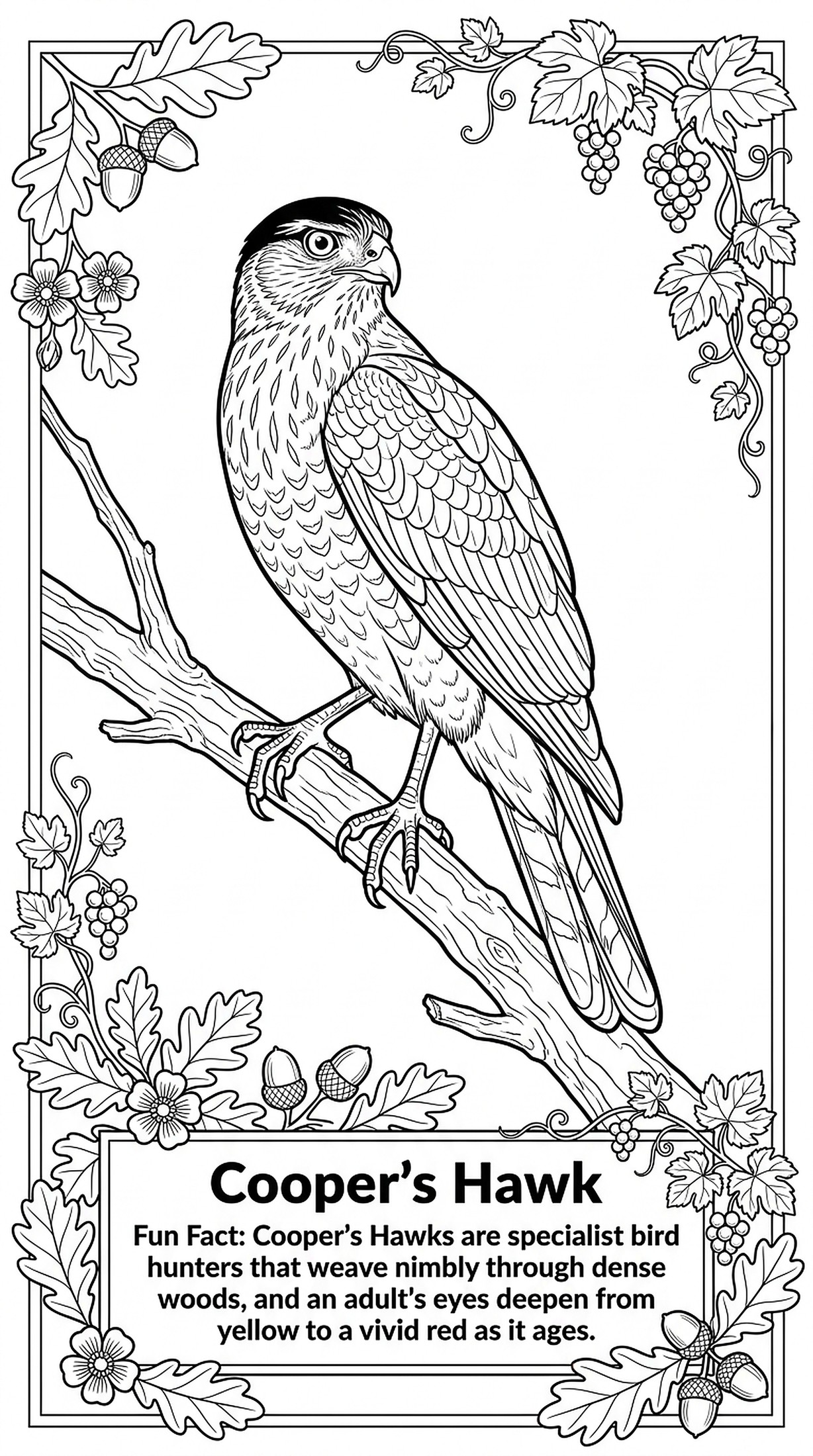 Cooper's Hawk coloring page