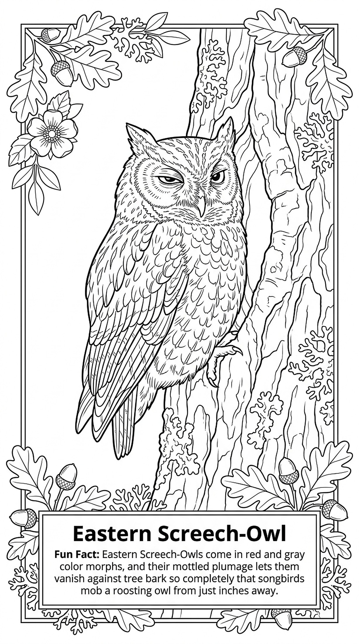 Eastern Screech-Owl coloring page