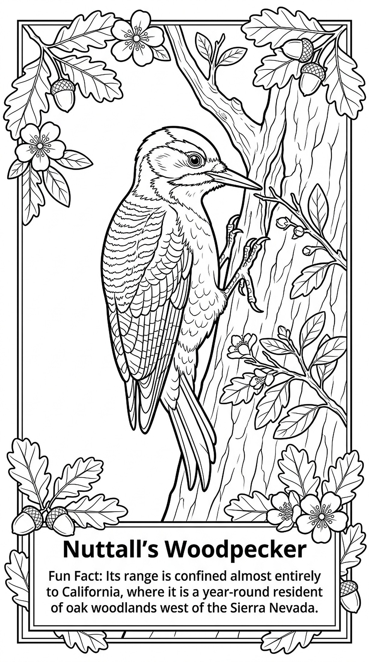 Nuttall's Woodpecker coloring page