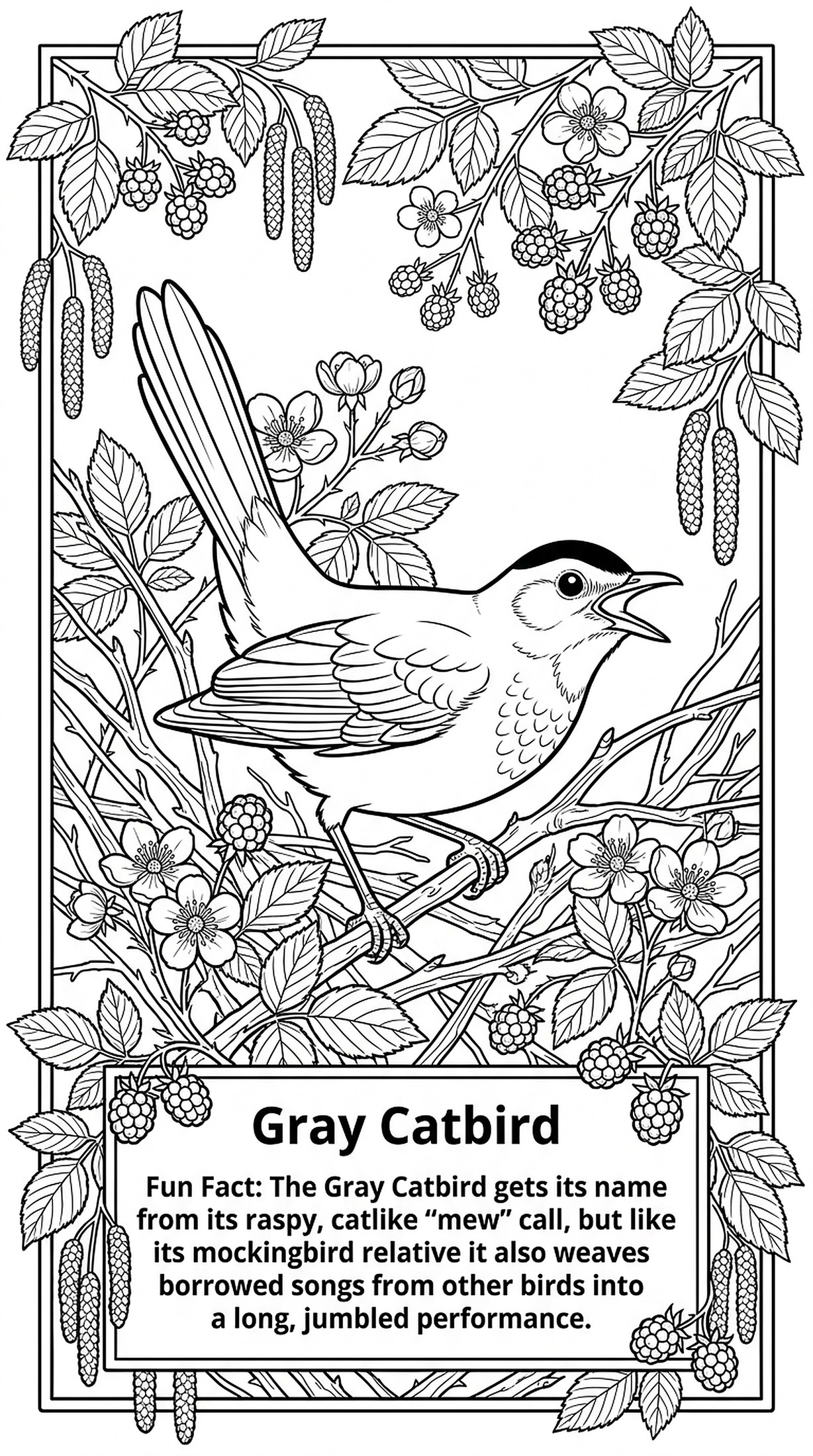 Gray Catbird coloring page
