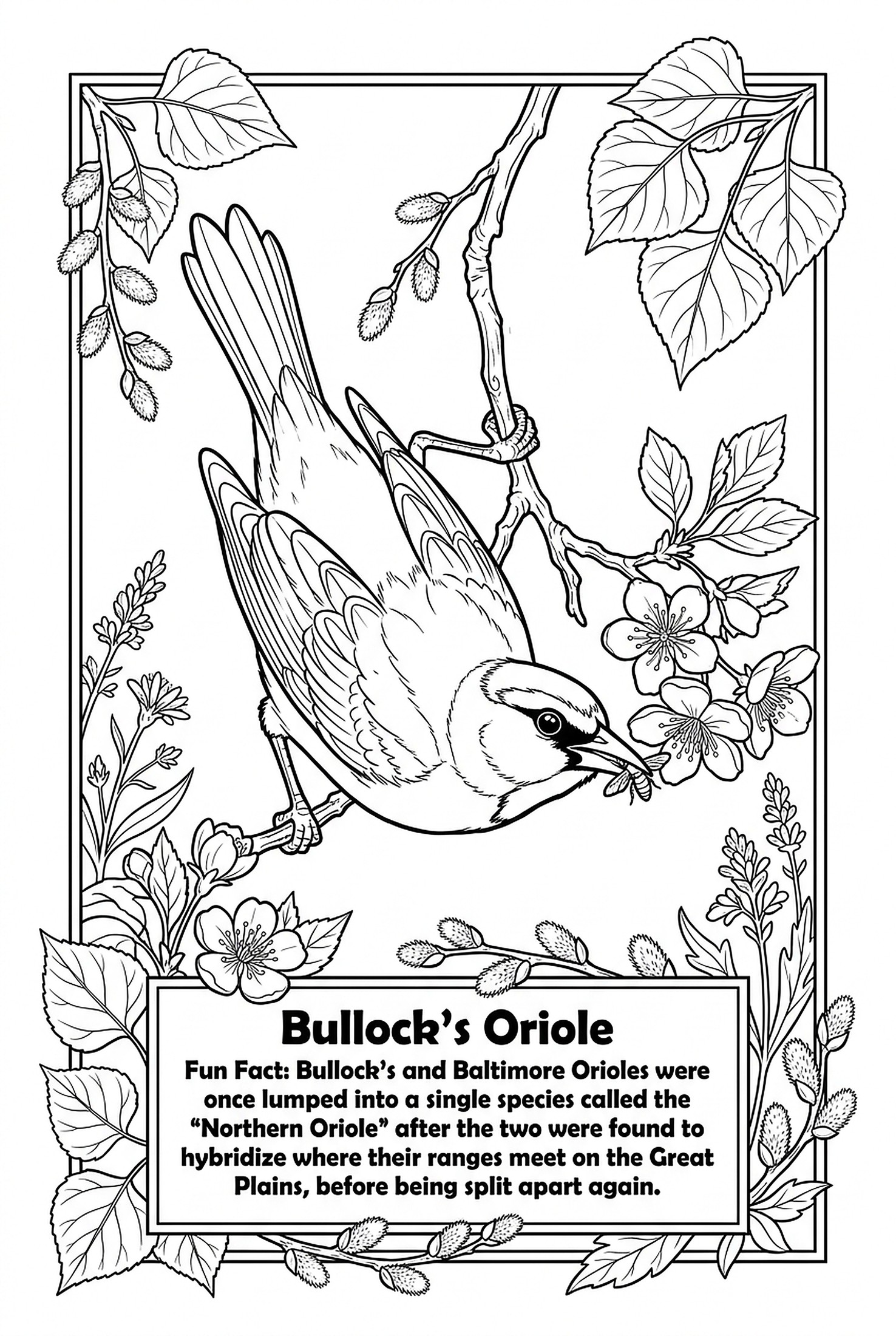 Bullock's Oriole coloring page