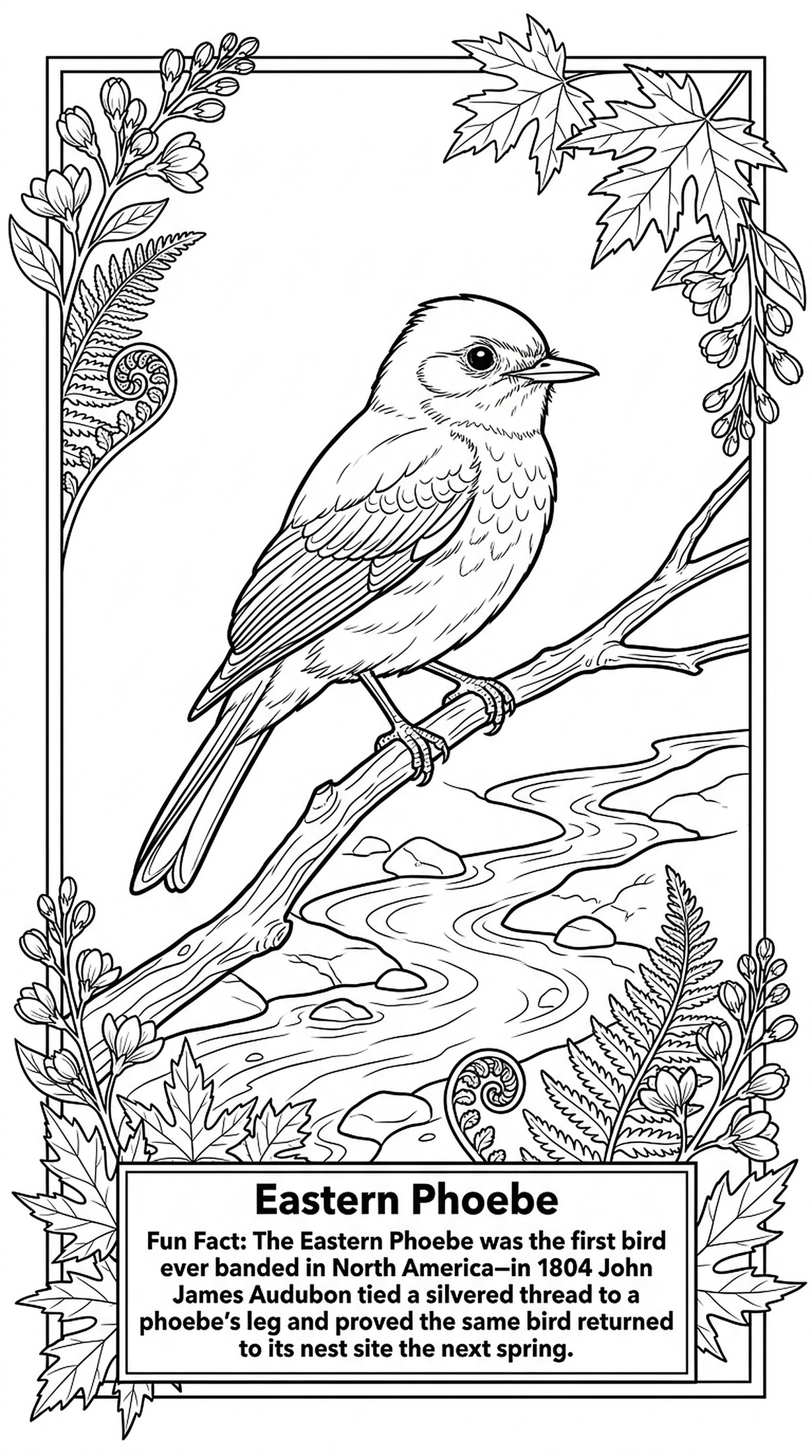 Eastern Phoebe coloring page