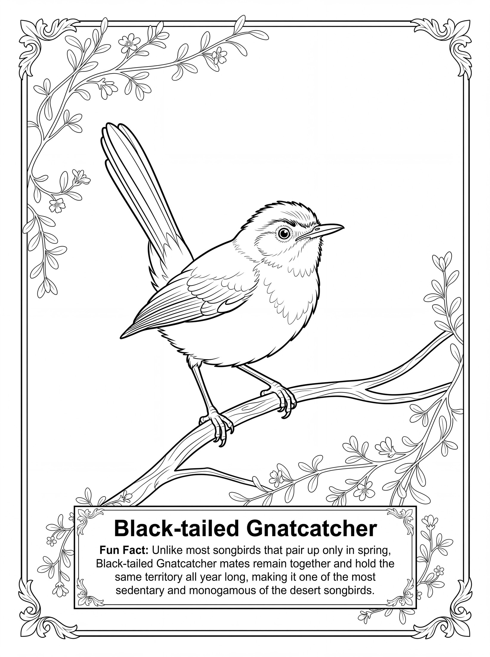 Black-tailed Gnatcatcher coloring page