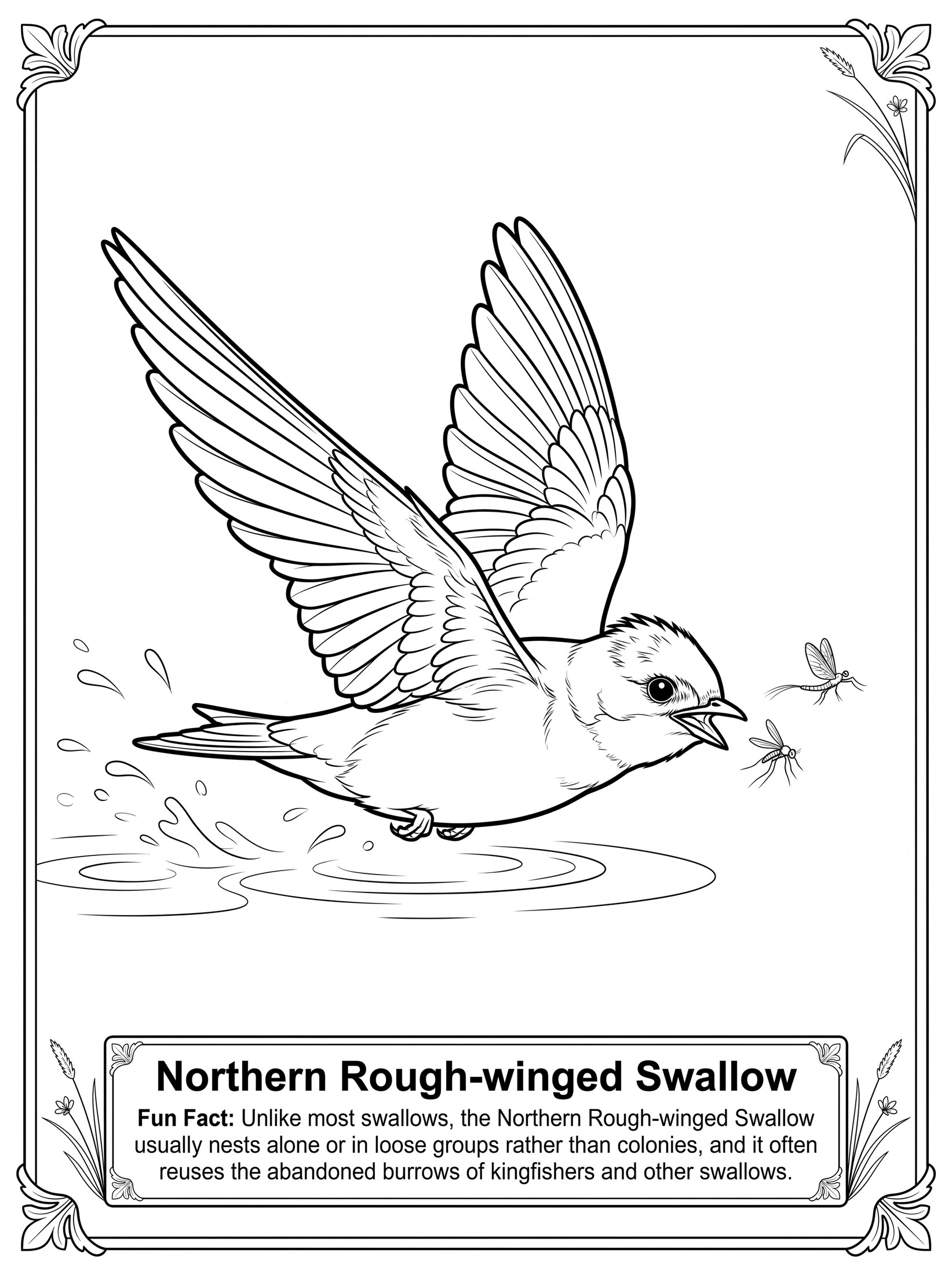 Northern Rough-winged Swallow coloring page