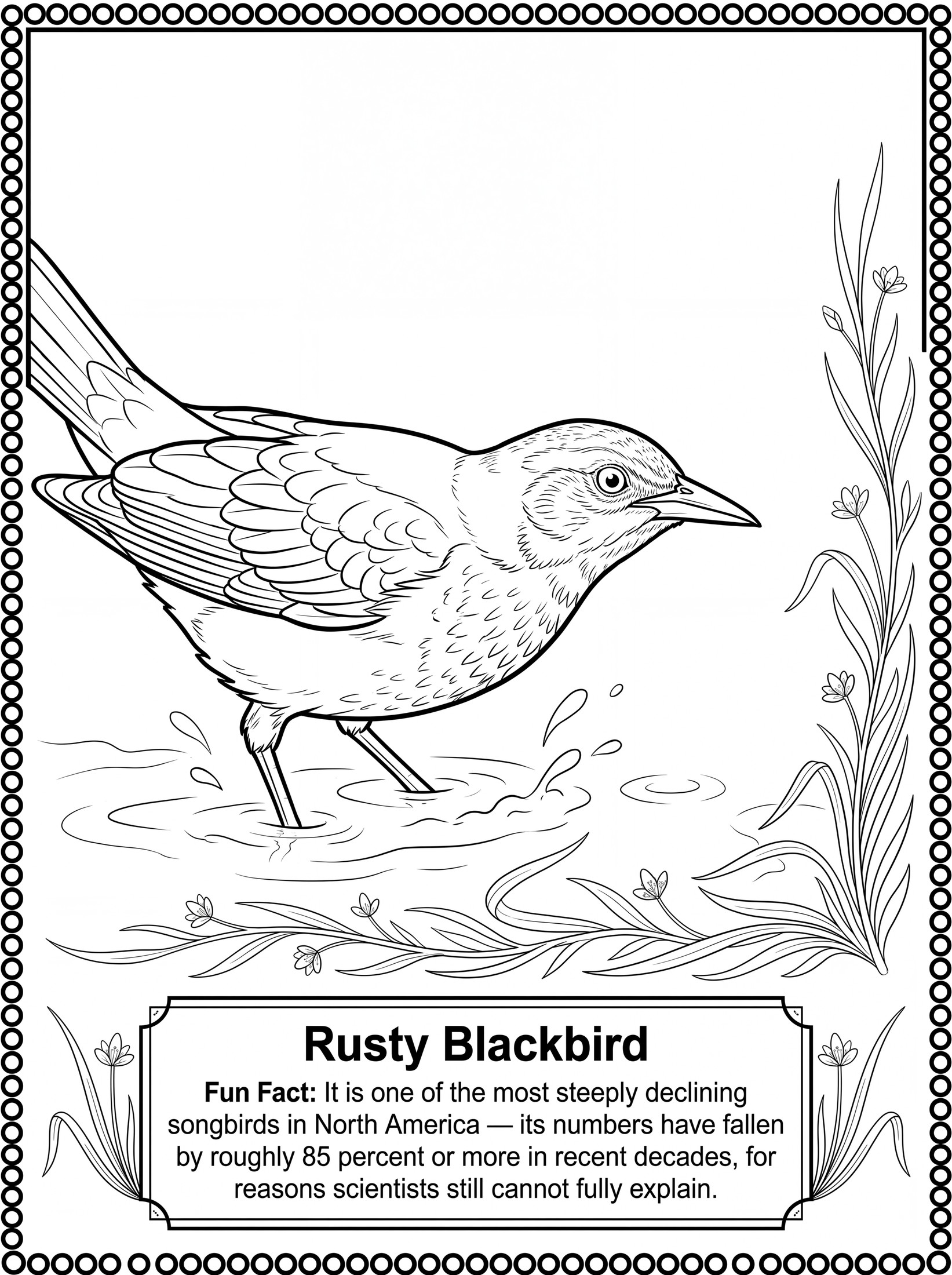 Rusty Blackbird coloring page