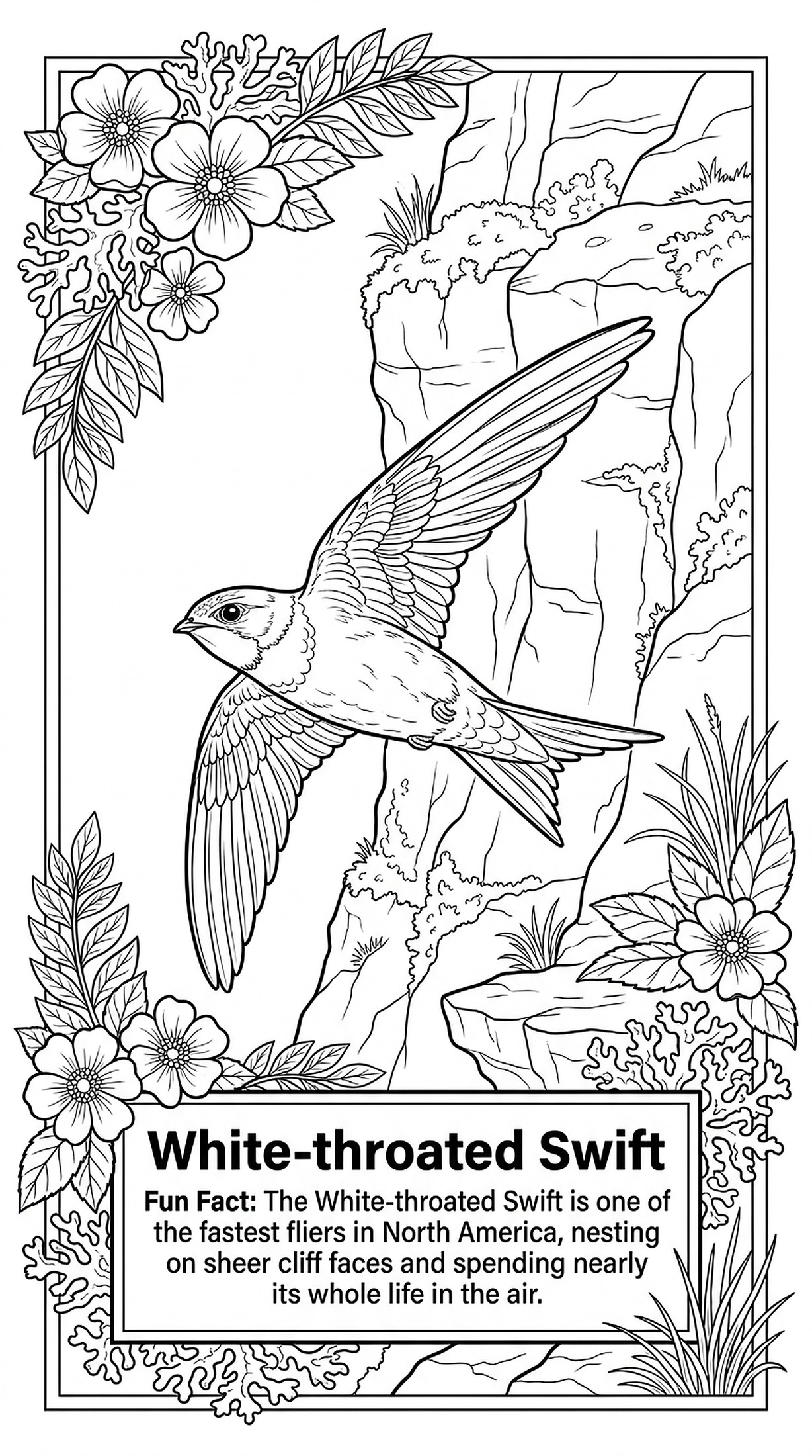 White-throated Swift coloring page
