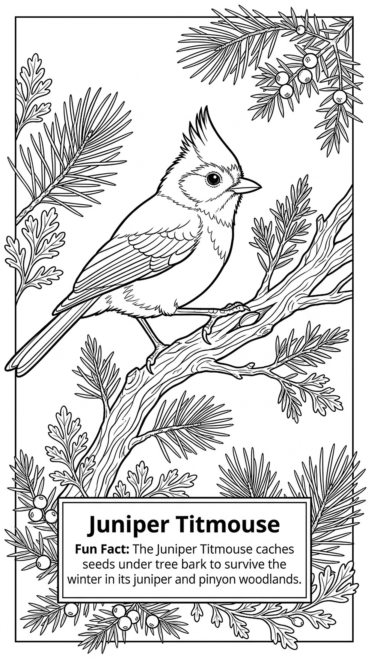Juniper Titmouse coloring page
